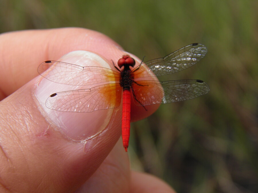 캄보디아에서 채집한 잠자리