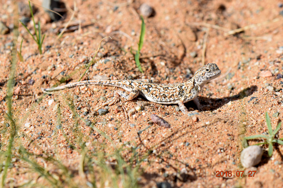 몽골에서 발견한 도마뱀