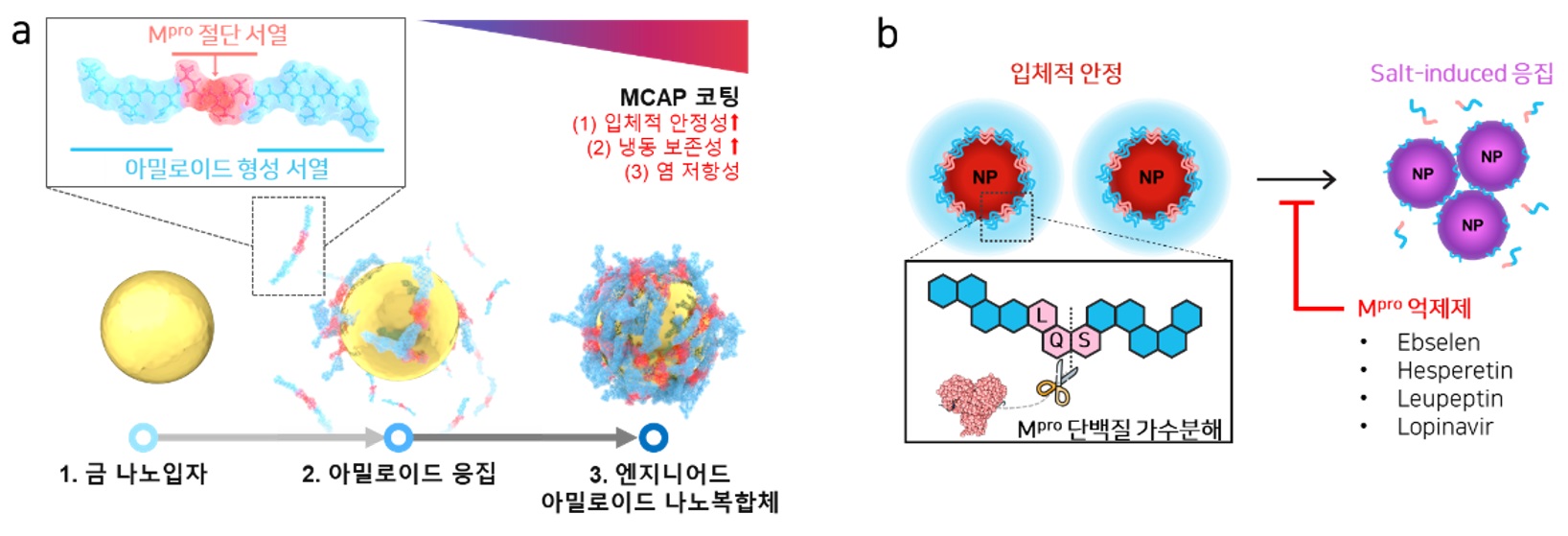 (a) 엔지니어드 아밀로이드 나노복합체 합성 모식도. (b) 약물 스크리닝 모식도